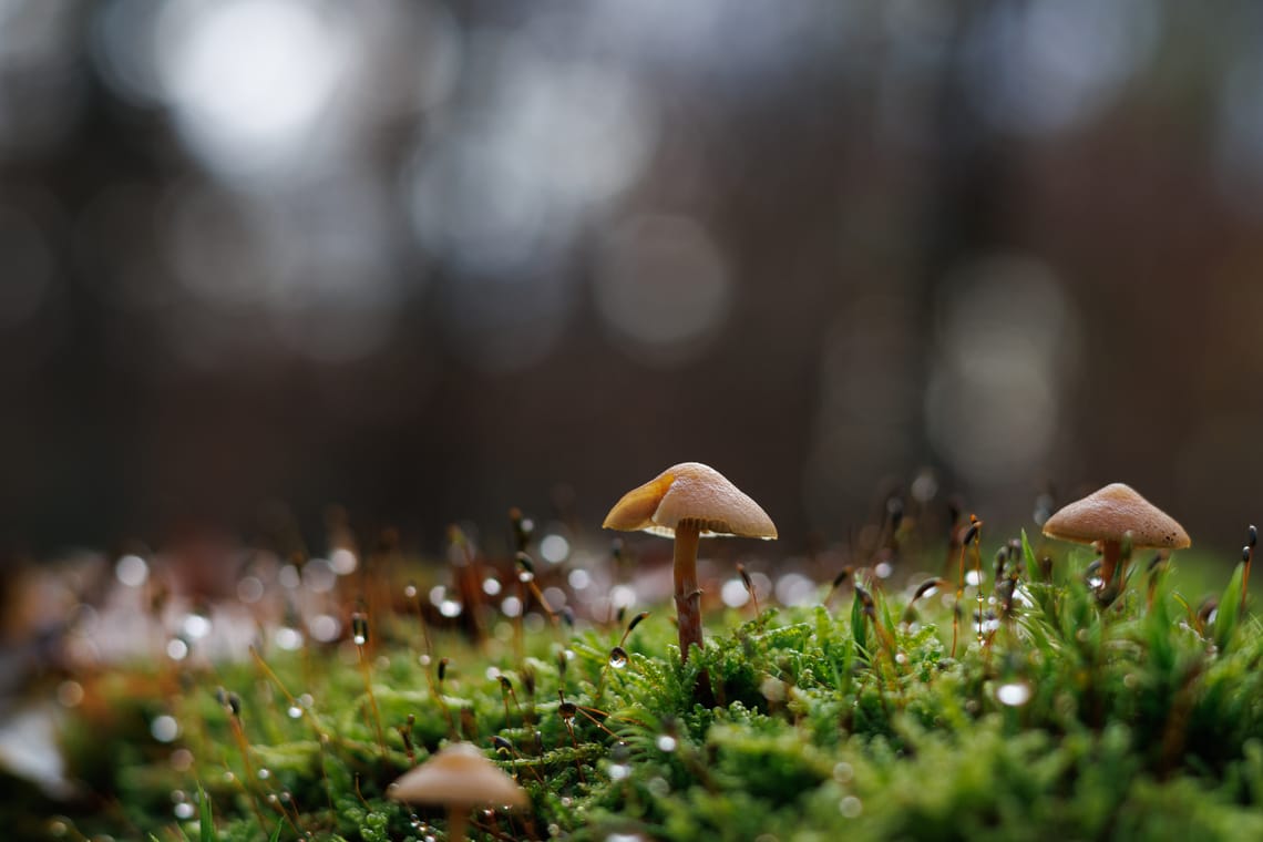 Mushrooms in a bed of moss