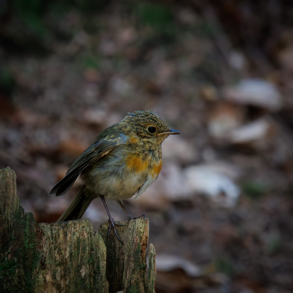 Young robin