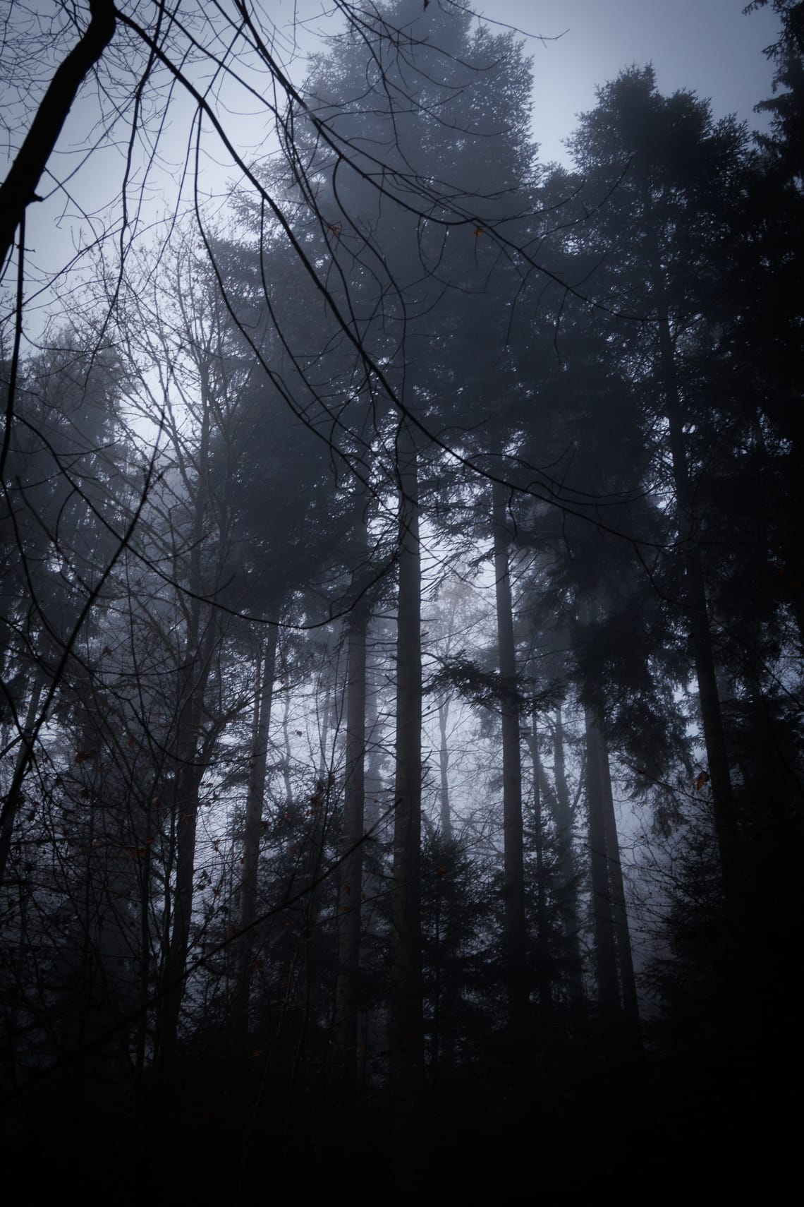 In the deep dark woods