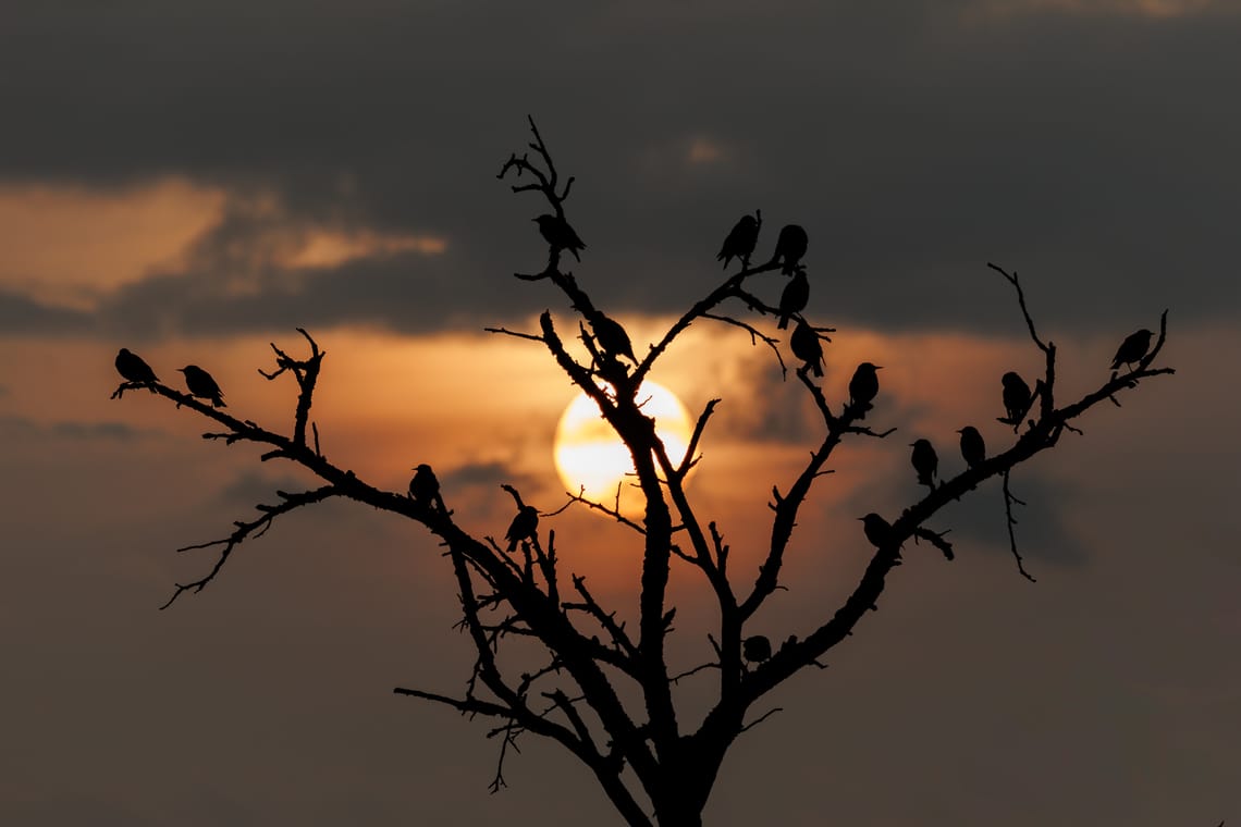 Starlings in the sunrise
